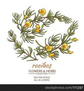 rooibos vector set. branch of rooibos on white background