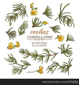 rooibos vector set. rooibos leaves and flowers vector set on white background