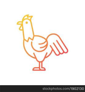 Rooster gradient linear vector icon. Cocks husbandry. Commercial chicken raising. Domestic landfowl. Young cockerel. Thin line color symbol. Modern style pictogram. Vector isolated outline drawing. Rooster gradient linear vector icon
