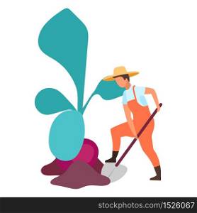 Root crops harvesting flat vector illustration. Farmer digging big beetroot. Autumn harvest concept. Farm worker working on field with shovel cartoon character. Organic produce, eco vegetables