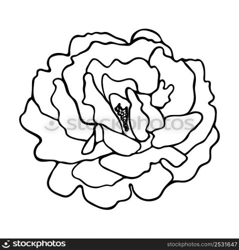 Rosa sketch. Doodle flower silhouette. Simple hand drawing of a flower. Black outline. Vector illustration.