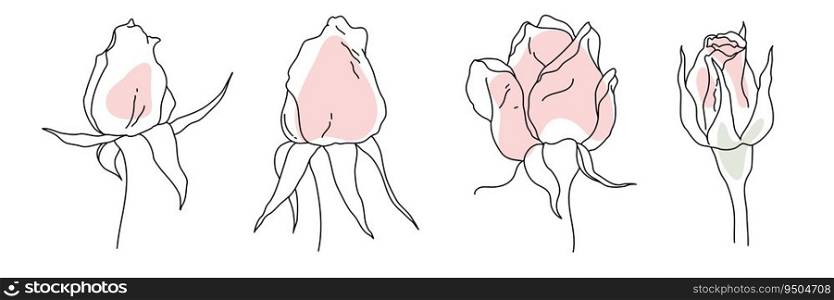 Rose blossom bud black line on pink color abstract shape illustration. Hand drawn realistic detailed vector clipart collection isolated.. Rose blossom bud black line on pink color abstract shape illustration. Hand drawn realistic detailed vector clipart collection.