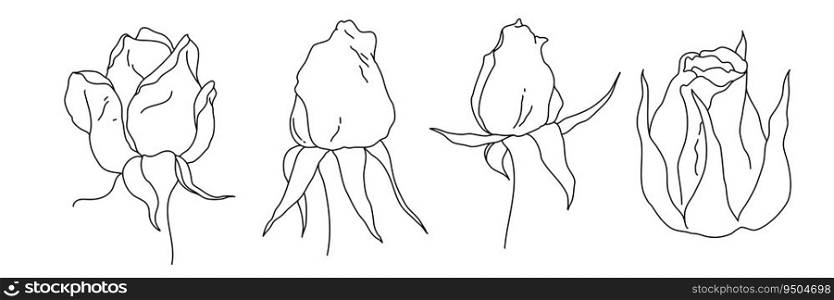 Rose blossom flower and buds in bloom black outline illustration. Hand drawn realistic detailed vector clipart collection isolated.. Rose blossom flower and buds in bloom black outline illustration. Hand drawn realistic detailed vector clipart collection.