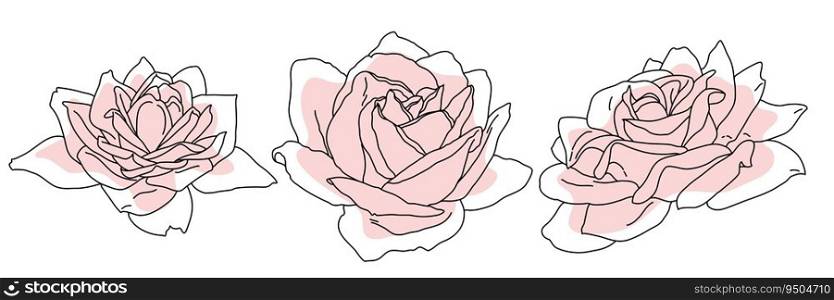 Rose blossom in bloom black line on pink color abstract shape illustration. Hand drawn realistic detailed vector clipart collection isolated.. Rose blossom in bloom black line on pink color abstract shape illustration. Hand drawn realistic detailed vector clipart collection.