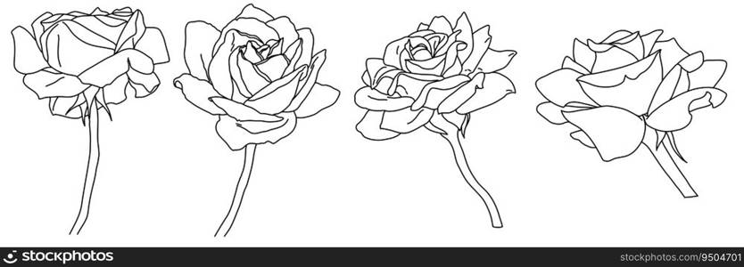 Rose blossom in bloom black outline illustration. Hand drawn realistic detailed vector clipart collection isolated.. Rose blossom in bloom black outline illustration. Hand drawn realistic detailed vector clipart collection.