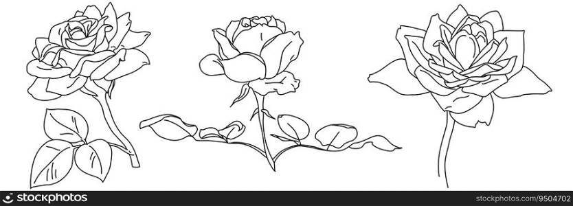Rose blossom in bloom black outline illustration. Hand drawn realistic detailed vector clipart collection isolated.. Rose blossom in bloom black outline illustration. Hand drawn realistic detailed vector clipart collection.
