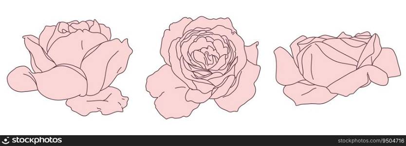 Rose blossom in bloom line filled pink color illustration. Hand drawn realistic detailed vector clipart collection isolated.. Rose blossom in bloom line filled pink color illustration. Hand drawn realistic detailed vector clipart collection.