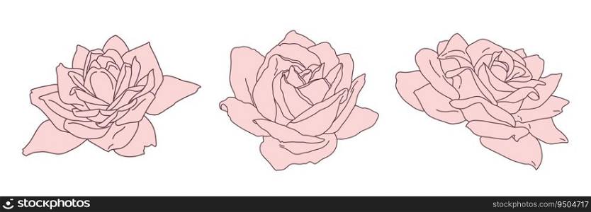 Rose blossom in bloom line filled pink color illustration. Hand drawn realistic detailed vector clipart collection isolated.. Rose blossom in bloom line filled pink color illustration. Hand drawn realistic detailed vector clipart collection.