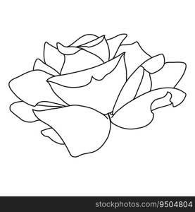 Rose flower blooming line art. Hand drawn realistic detailed vector illustration. Black and white clipart isolated.. Rose flower blooming line art. Hand drawn realistic detailed vector illustration. Black and white clipart.