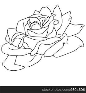 Rose flower blooming line art. Hand drawn realistic detailed vector illustration. Black and white clipart isolated.. Rose flower blooming line art. Hand drawn realistic detailed vector illustration. Black and white clipart.
