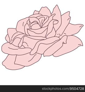 Rose flower blooming line filled pink color illustration. Hand drawn realistic detailed vector illustration clipart isolated.. Rose flower blooming line filled pink color illustration. Hand drawn realistic detailed vector illustration clipart.