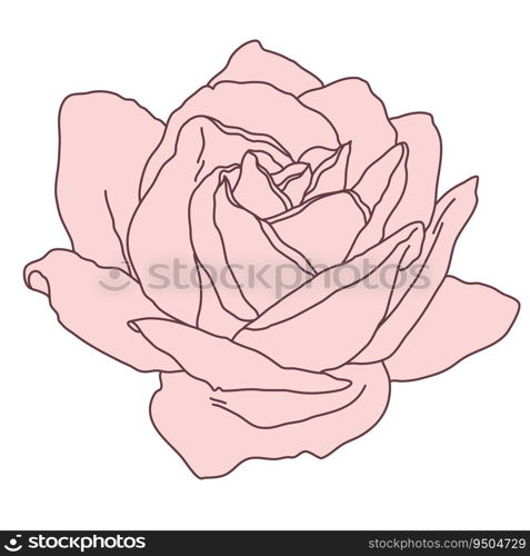 Rose flower blooming line filled pink color illustration. Hand drawn realistic detailed vector illustration clipart isolated.. Rose flower blooming line filled pink color illustration. Hand drawn realistic detailed vector illustration clipart.