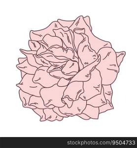 Rose flower blooming line filled pink color illustration. Hand drawn realistic detailed vector illustration clipart isolated.. Rose flower blooming line filled pink color illustration. Hand drawn realistic detailed vector illustration clipart.