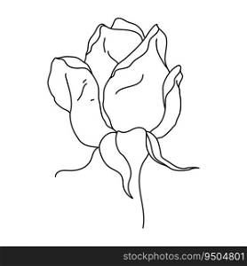 Rose flower bud line art. Hand drawn realistic detailed vector illustration. Black and white clipart isolated.. Rose flower bud line art. Hand drawn realistic detailed vector illustration. Black and white clipart.