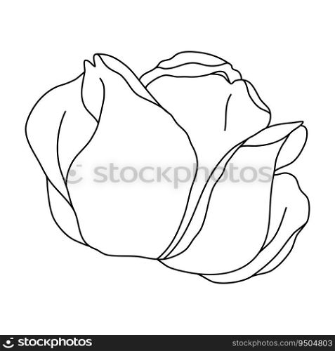 Rose flower bud line art. Hand drawn realistic detailed vector illustration. Black and white clipart isolated.. Rose flower bud line art. Hand drawn realistic detailed vector illustration. Black and white clipart.