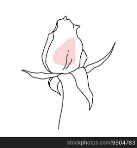 Rose flower bud line art with pink shape. Hand drawn realistic detailed vector illustration. Black and white clipart isolated.. Rose flower bud line art with pink shape. Hand drawn realistic detailed vector illustration. Black and white clipart.