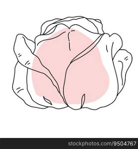 Rose flower bud line art with pink shape. Hand drawn realistic detailed vector illustration. Black and white clipart isolated.. Rose flower bud line art with pink shape. Hand drawn realistic detailed vector illustration. Black and white clipart.