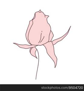 Rose flower bud line filled pink color illustration. Hand drawn realistic detailed vector illustration clipart isolated.. Rose flower bud line filled pink color illustration. Hand drawn realistic detailed vector illustration clipart.