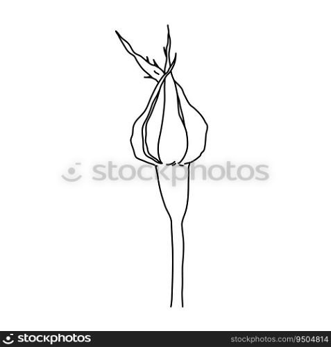 Rose flower bud on stem line art. Hand drawn realistic detailed vector illustration. Black and white clipart isolated.. Rose flower bud on stem line art. Hand drawn realistic detailed vector illustration. Black and white clipart.