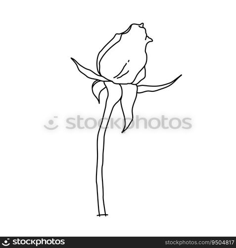 Rose flower bud on stem line art. Hand drawn realistic detailed vector illustration. Black and white clipart isolated.. Rose flower bud on stem line art. Hand drawn realistic detailed vector illustration. Black and white clipart.