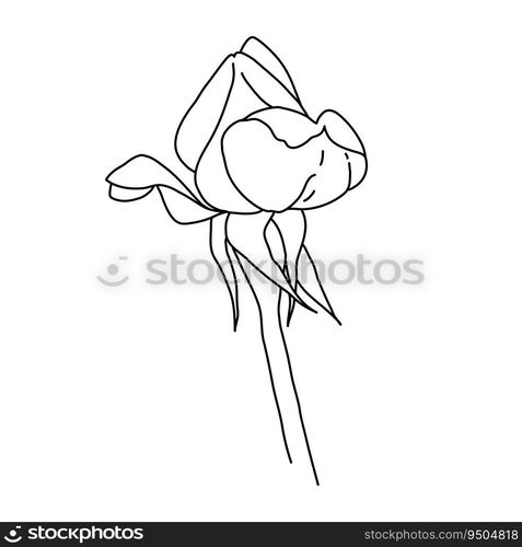 Rose flower bud on stem line art. Hand drawn realistic detailed vector illustration. Black and white clipart isolated.. Rose flower bud on stem line art. Hand drawn realistic detailed vector illustration. Black and white clipart.