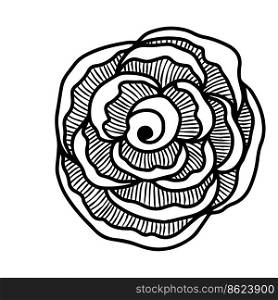 Rose flower head. Floral botanical flower. Hand drawn ink art. Isolated rose illustration e≤ment isolated on white.