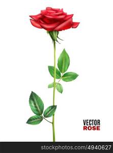 Rose Flower Illustration. Beautiful blooming red rose flower with stalk and green leaves on white background realistic vector illustration