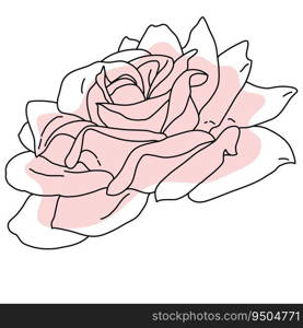 Rose flower in bloom line art with pink shape. Hand drawn realistic detailed vector illustration. Black line on pink abstract organic shape clipart isolated.. Rose flower in bloom line art with pink shape. Hand drawn realistic detailed vector illustration. Black line on pink abstract organic shape clipart.