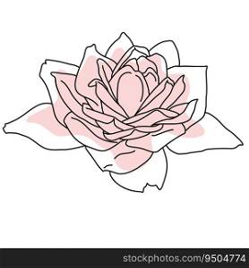 Rose flower in bloom line art with pink shape. Hand drawn realistic detailed vector illustration. Black line on pink abstract organic shape clipart isolated.. Rose flower in bloom line art with pink shape. Hand drawn realistic detailed vector illustration. Black line on pink abstract organic shape clipart.
