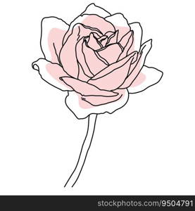 Rose flower in bloom line art with pink shape. Hand drawn realistic detailed vector illustration. Black line on pink abstract organic shape clipart isolated.. Rose flower in bloom line art with pink shape. Hand drawn realistic detailed vector illustration. Black line on pink abstract organic shape clipart.