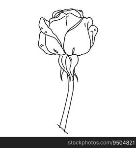 Rose flower in bloom on stem line art. Hand drawn realistic detailed vector illustration. Black and white clipart isolated.. Rose flower in bloom on stem line art. Hand drawn realistic detailed vector illustration. Black and white clipart.