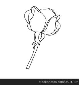 Rose flower in bloom on stem line art. Hand drawn realistic detailed vector illustration. Black and white clipart isolated.. Rose flower in bloom on stem line art. Hand drawn realistic detailed vector illustration. Black and white clipart.