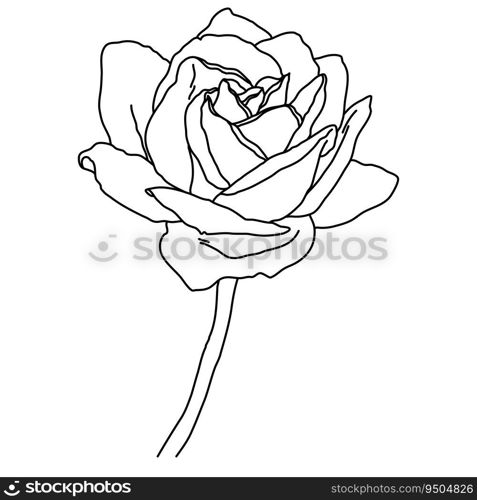 Rose flower in bloom on stem line art. Hand drawn realistic detailed vector illustration. Black and white clipart isolated.. Rose flower in bloom on stem line art. Hand drawn realistic detailed vector illustration. Black and white clipart.