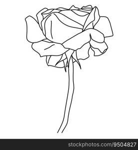 Rose flower in bloom on stem line art. Hand drawn realistic detailed vector illustration. Black and white clipart isolated.. Rose flower in bloom on stem line art. Hand drawn realistic detailed vector illustration. Black and white clipart.