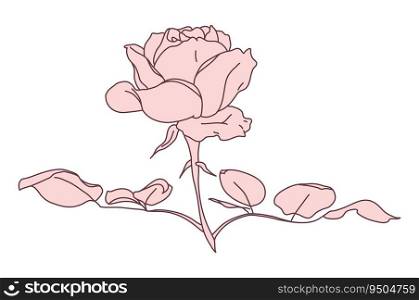 Rose flower in bloom with leaf line filled pink color illustration. Hand drawn realistic detailed vector illustration. Black and white clipart isolated.. Rose flower in bloom with leaf line filled pink color illustration. Hand drawn realistic detailed vector illustration. Black and white clipart.