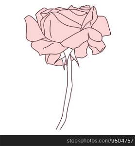 Rose flower in bloom with stem line filled pink color illustration. Hand drawn realistic detailed vector illustration. Black and white clipart isolated.. Rose flower in bloom with stem line filled pink color illustration. Hand drawn realistic detailed vector illustration. Black and white clipart.