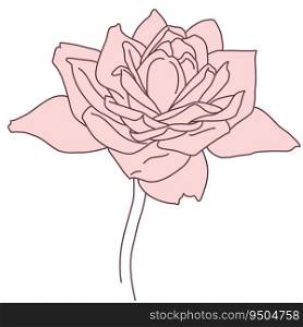 Rose flower in bloom with stem line filled pink color illustration. Hand drawn realistic detailed vector illustration. Black and white clipart isolated.. Rose flower in bloom with stem line filled pink color illustration. Hand drawn realistic detailed vector illustration. Black and white clipart.