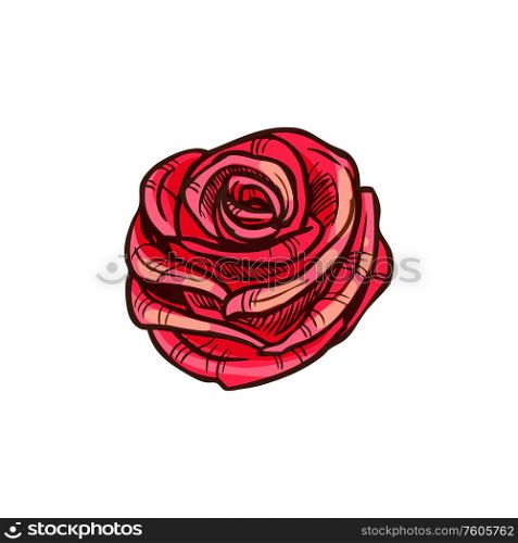 Rose flower isolated red sketch. Vector blooming bud, floral decor. Red rose flower isolated vector sketch blossom
