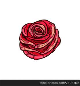Rose flower isolated red sketch. Vector blooming bud, floral decor. Red rose flower isolated vector sketch blossom