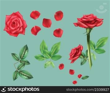 rose flower petals set