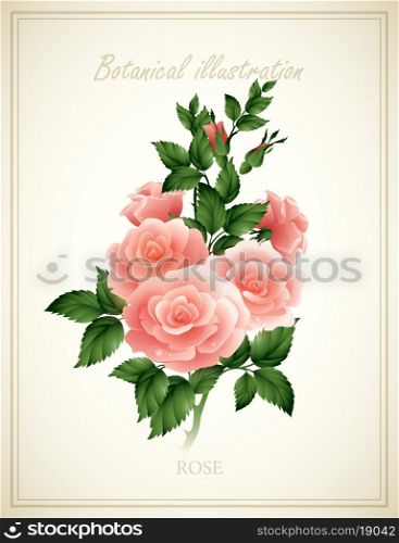 Rose Flower vintage vector illustration. EPS 10. Flower vector illustration