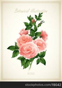 Rose Flower vintage vector illustration. EPS 10. Flower vector illustration