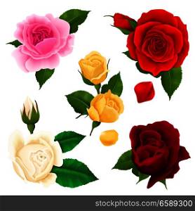Rose flowers realistic set with different colors and shapes isolated vector illustration . Rose Realistic Set