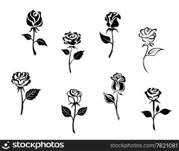 Rose flowers set isolated on white background for design and embellishments