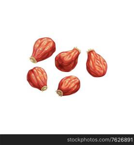 Rose hip dried fruits, dry food snacks vector icon. Dried rose hips, fruity sweets, diet nutrition and vegetarian natural organic food, healthy vegan eating, drinks and dessert ingredient. Rose hip dried fruits, dry food snacks sweets