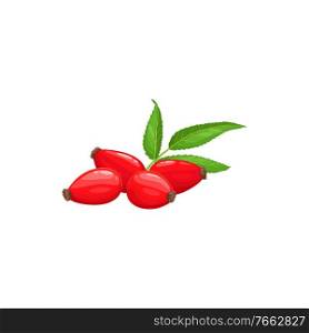 Rose hip fruits or berries icon, food from farm garden and forest, vector. Rosehip fruits, rose hip or hep haw ripe harvest for jam or juice package, natural food ingredient and dessert berries. Rose hip fruits or berries icon, food farm garden