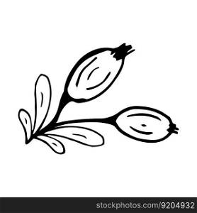 Rose hip in line style. Isolated hand drawing berry vector illustration. Doodle simple outline. Berry for icon, menu, cover, print, poster, cards, web element, social media, card for children.. Rose hip in line style. Isolated hand drawing berry vector illustration. Doodle simple outline.