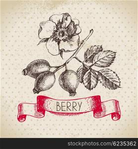 Rose hips. Hand drawn sketch berry vintage background. Vector illustration of eco food