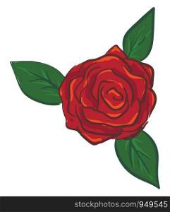 Rose illustration vector on white background