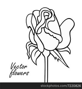 Rose line art vector hand drawn illustration. Minimalistic sketchy decorative flower.. Rose line art vector hand drawn illustration.